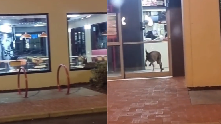 Kangaroos attack KFC store in Australia