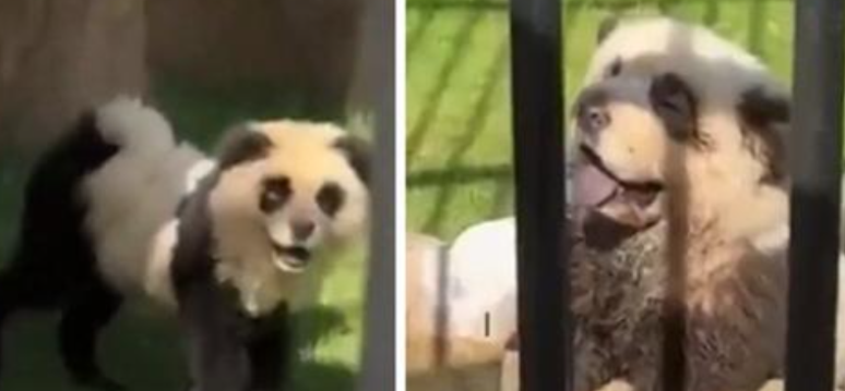 Zoológico na China admite que pintou cachorros para se parecerem com pandas 