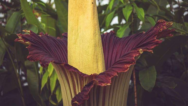 Flor-cadáver leva uma década para florescer e atrai multidões para admirá-la. Cientistas ainda estão estudando seu ciclo de vida