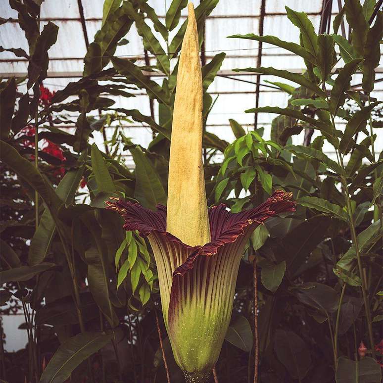 Batizada de New Reekie, a flor-cadáver escocesa levou mais de uma década para florescer pela primeira vez. Agora, ela é a atração do Jardim Botânico de Edimburgo a cada dois ou três anos