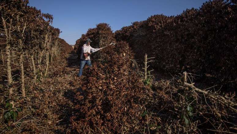 As lavouras de café em São Paulo foram destruídas por uma geada extrema em 2021