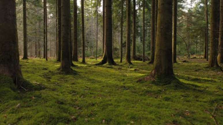 Os cientistas descobriram como as plantas são bem conectadas e com que eficiência elas podem enviar mensagens para os pares por meio de suas raízes e sinais elétricos Robsonphoto/Shutterstock