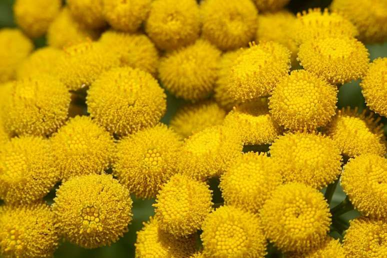 O pinóquio é uma flor colorida e vibrante que reflete o espírito de Libra 