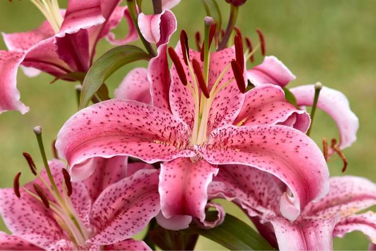 O lírio cor-de-rosa representa muito bem os taurinos 