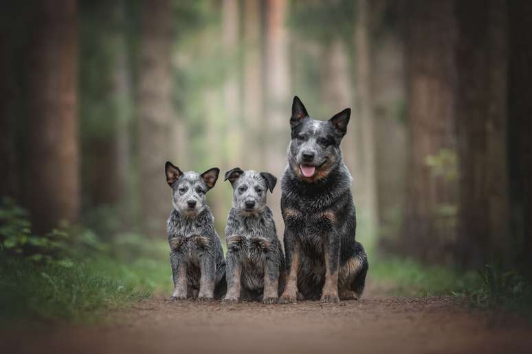 O boiadeiro australiano é um cão de trabalho dedicado e um ótimo amigo para a família