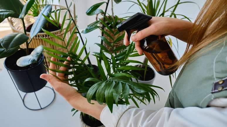 Ter plantas em casa pode ajudar a reduzir o desconforto causado pelo tempo seco