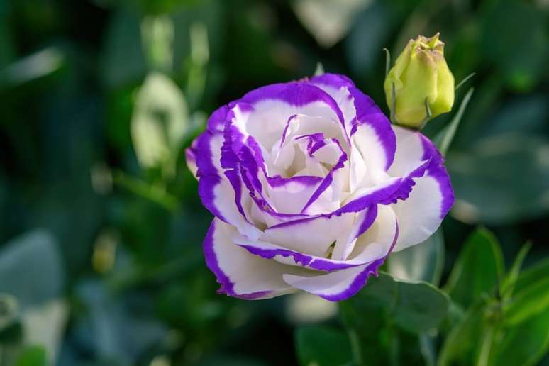 As pessoas de Virgem são delicadas, assim como a flor lisianthus 