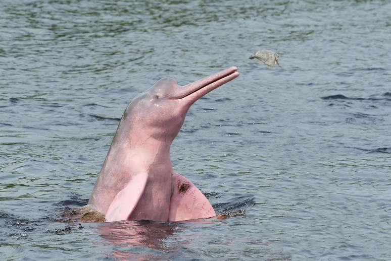 Boto-cor-de-rosa é espécie ameaçada de extinção na Amazônia