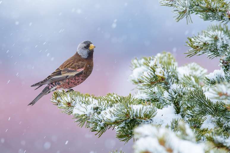 Bird Photographer of The Year 2024