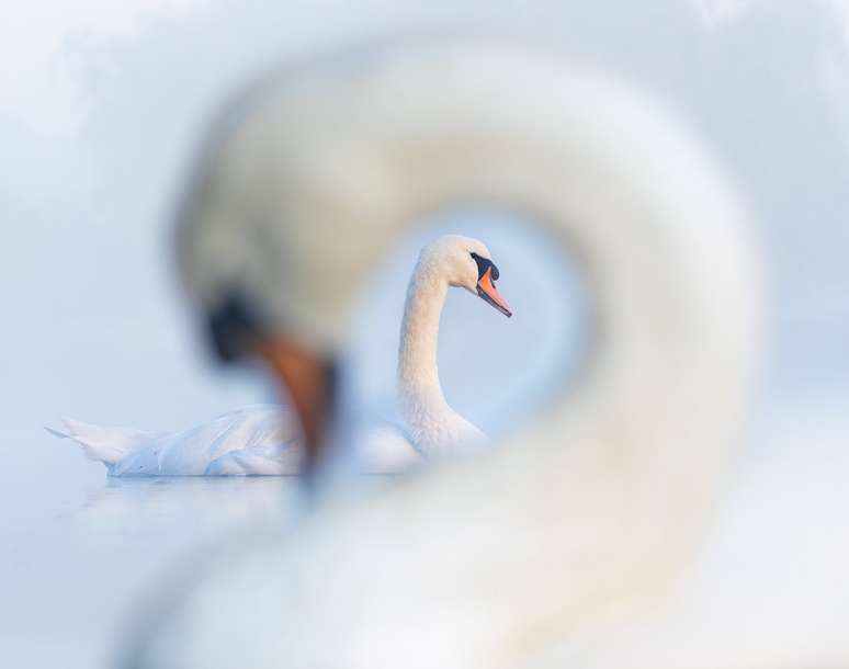 Bird Photographer of The Year 2024