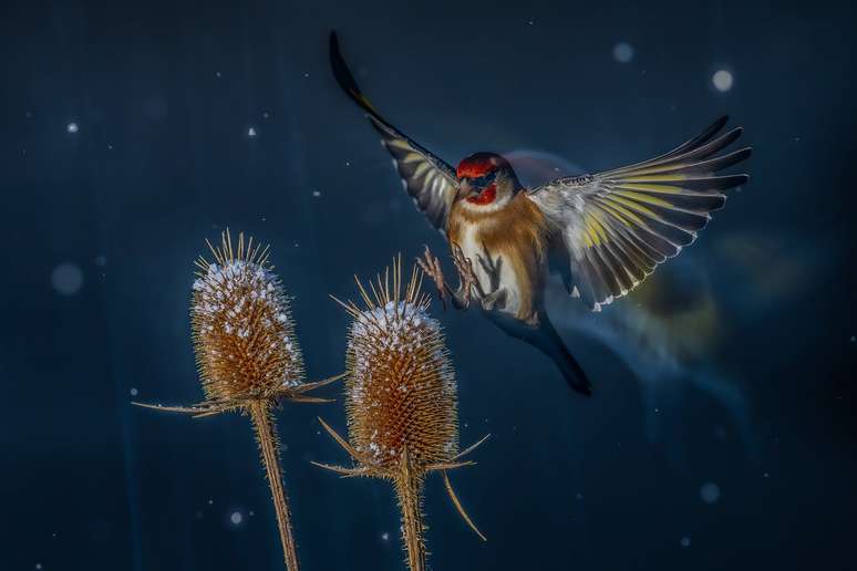 Bird Photographer of The Year 2024