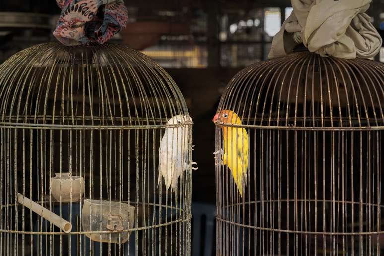 Confira as imagens vencedoras do 'Oscar' da fotografia de aves 