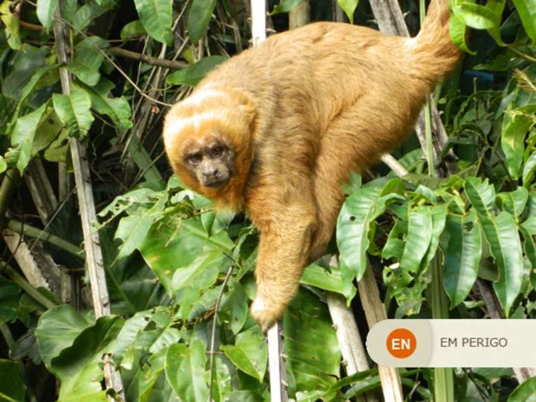 Macaco-Prego Dourado (natural da Mata Atlântica) em galho nas folhas de uma árvore.