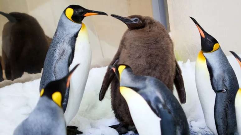 O filhote Pesto, da raça pinguim