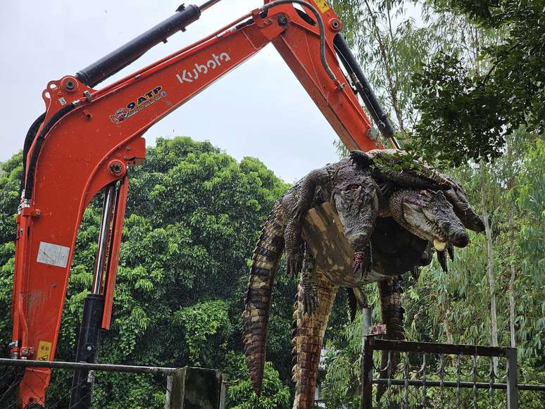 Criador abateu 125 crocodilos na Tailândia