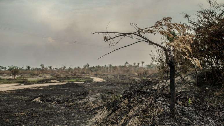 In diesem Jahr verzeichnete Amazonas die höchste Zahl an Bränden seit Beginn der Datenerhebung durch Inpe im Jahr 1998