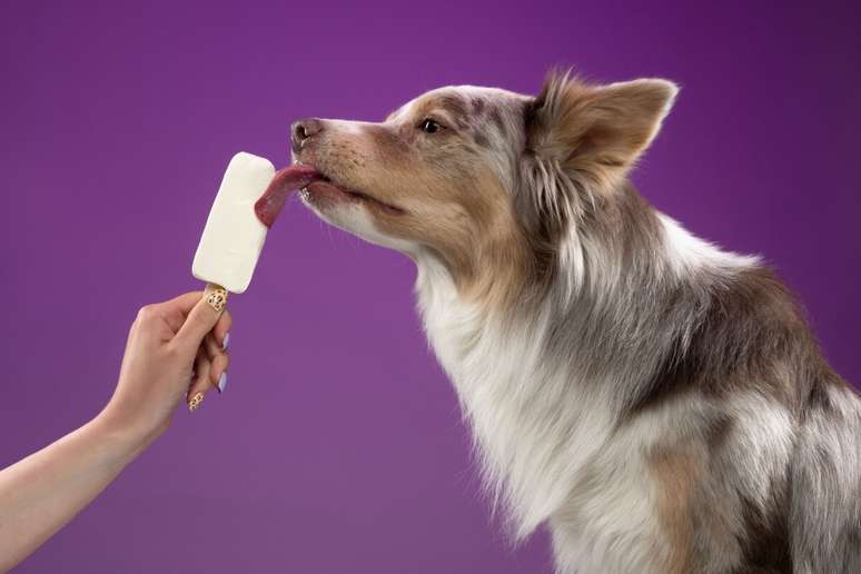 Oferecer sorvetes caseiros é uma forma saborosa de manter os pets frescos e hidratados