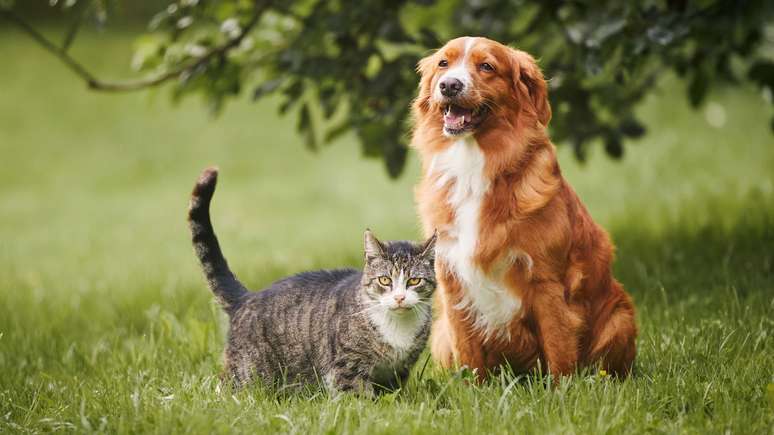 A rapidez na ação de socorro pode fazer a diferença entre a vida e morte de seu pet