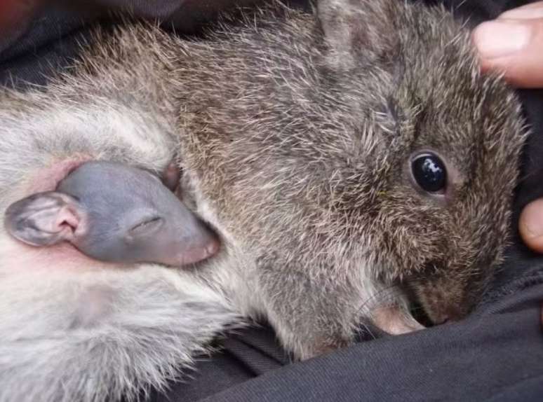 Exemplar de potoroo de Gilbert com filhote na bolsa