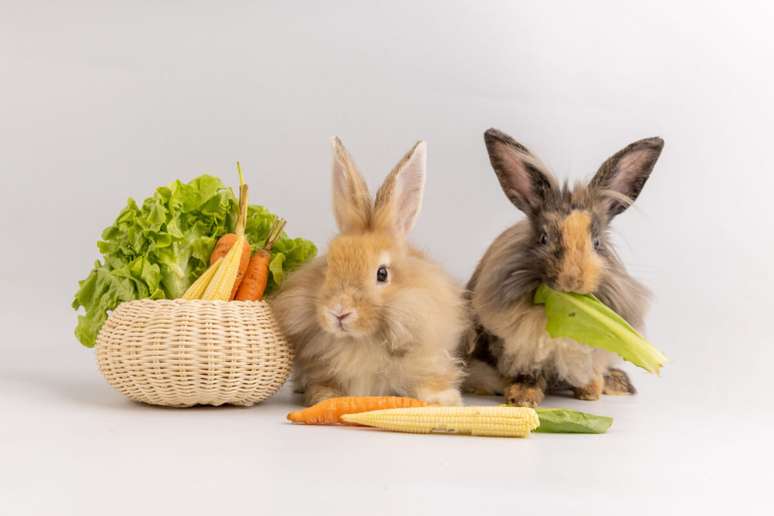 Frutas e legumes devem ser oferecidos com moderação aos coelhos 