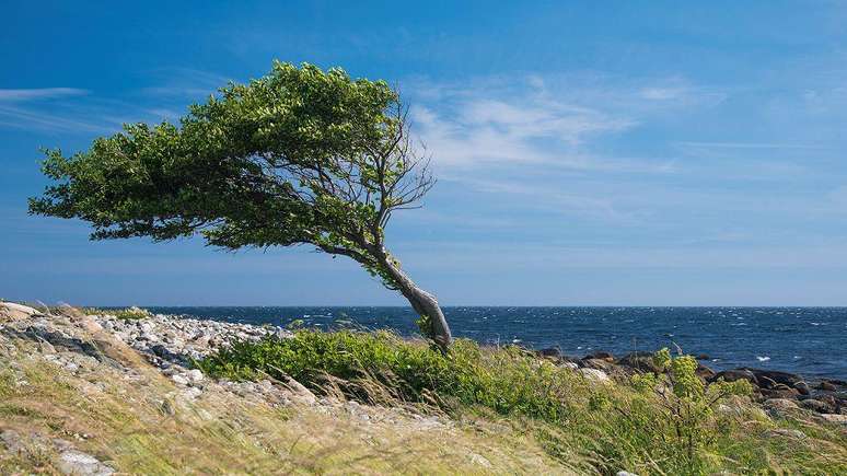 As plantas se adaptam às condições em que crescem