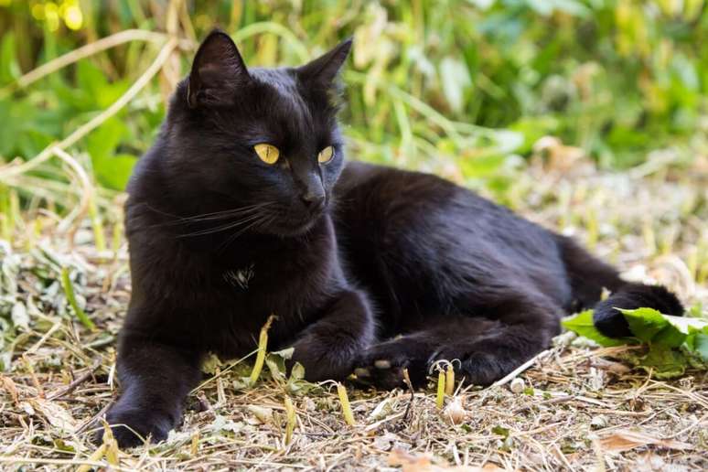 O bombaim é uma raça de gato musculosa e afetuosa