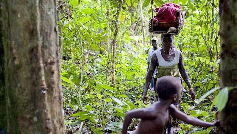 O Parque Nacional de Sapo, na Libéria, abriga uma das últimas populações remanescentes de hipopótamos-pigmeus