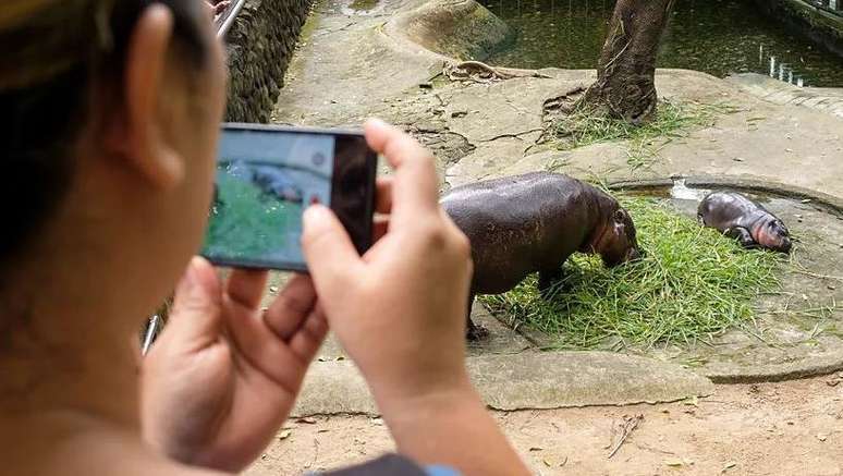 Quando atingir a idade adulta, Moo Deng poderá pesar até 272 kg