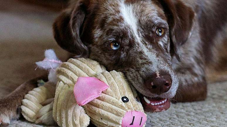 Uma pesquisa descobriu que os cachorros sabem os nomes de todos os brinquedos