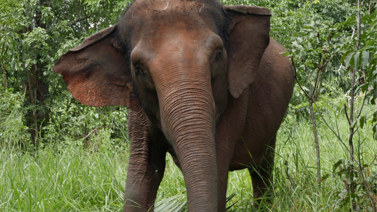 Das Elefantenschutzgebiet bietet einen idealen Lebensraum für Tiere in der Erholungsphase