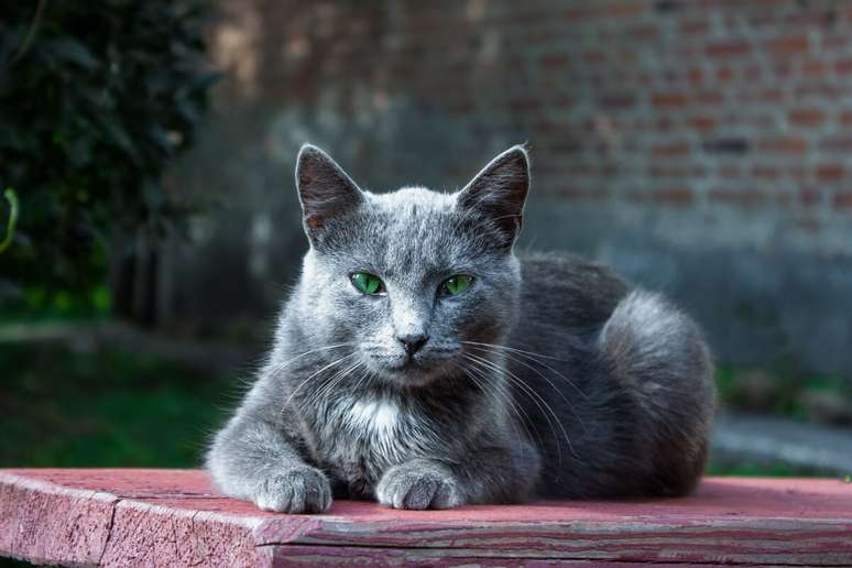 Os gatos idosos têm necessidades específicas