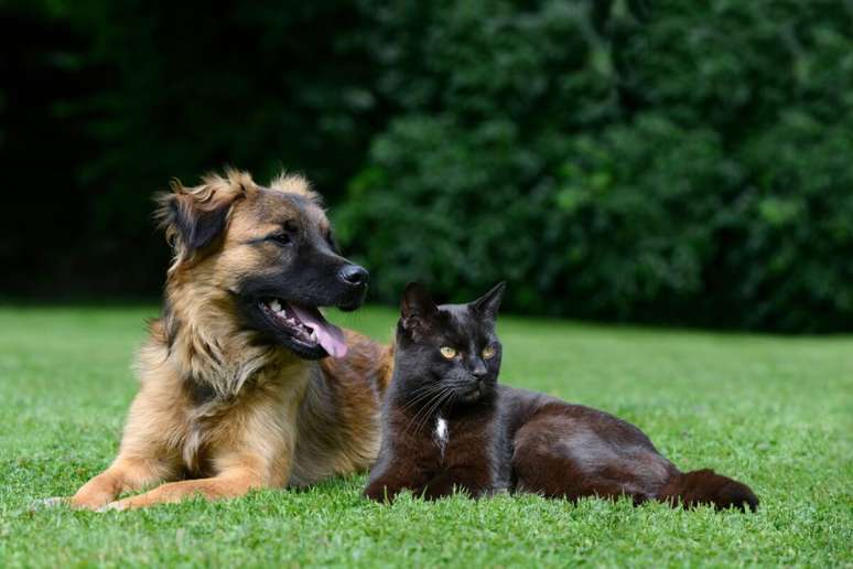 A raiva é uma doença que pode colocar a vida dos animais em risco