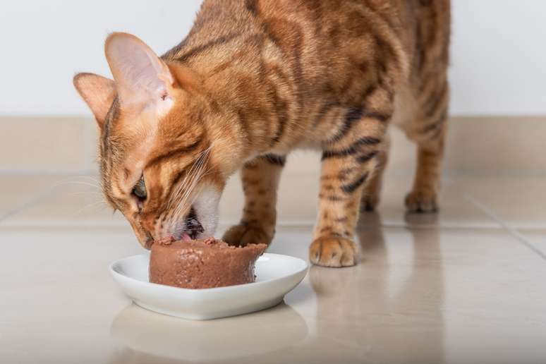 Investir em sachês e patês de qualidade é uma ótima maneira de estimular o consumo de água por felinos 