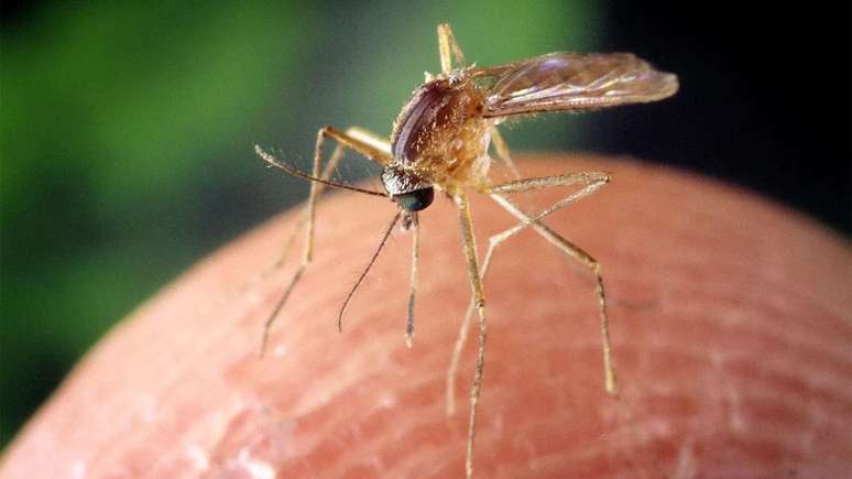 Mosquitos vêm espalhando o vírus do Nilo Ocidental pelos Estados Unidos e pela Europa