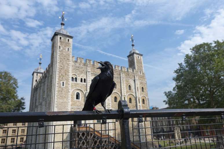 Um dos seis corvos que vive na Torre de Londres