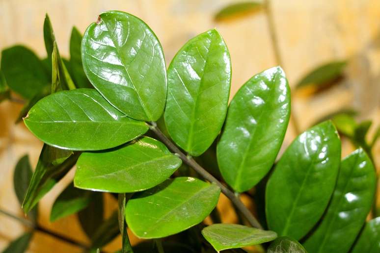 Zamioculcas são a principal escolha para decorar interiores