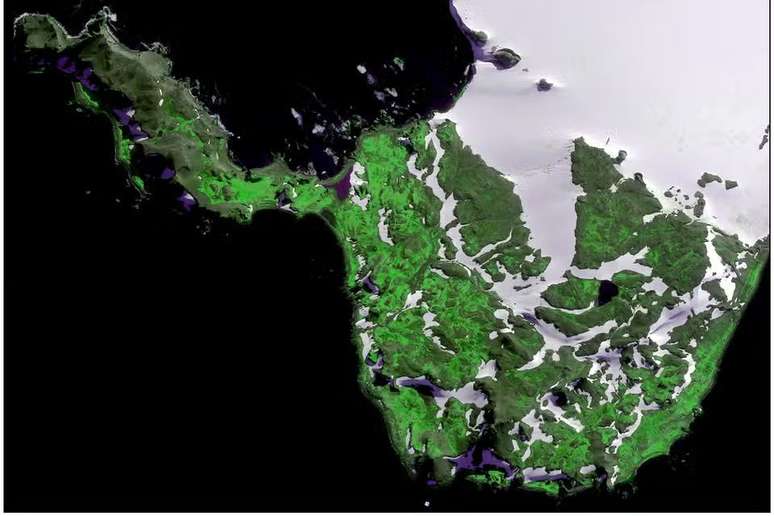 Uma imagem de satélite da Ilha Robert, na Península Antártica, mostrando áreas de vegetação em verde