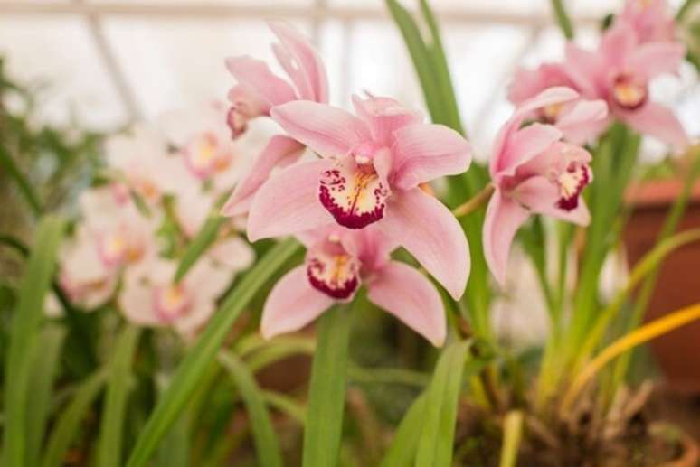 Orquídeas na estufa do Ibirapuera