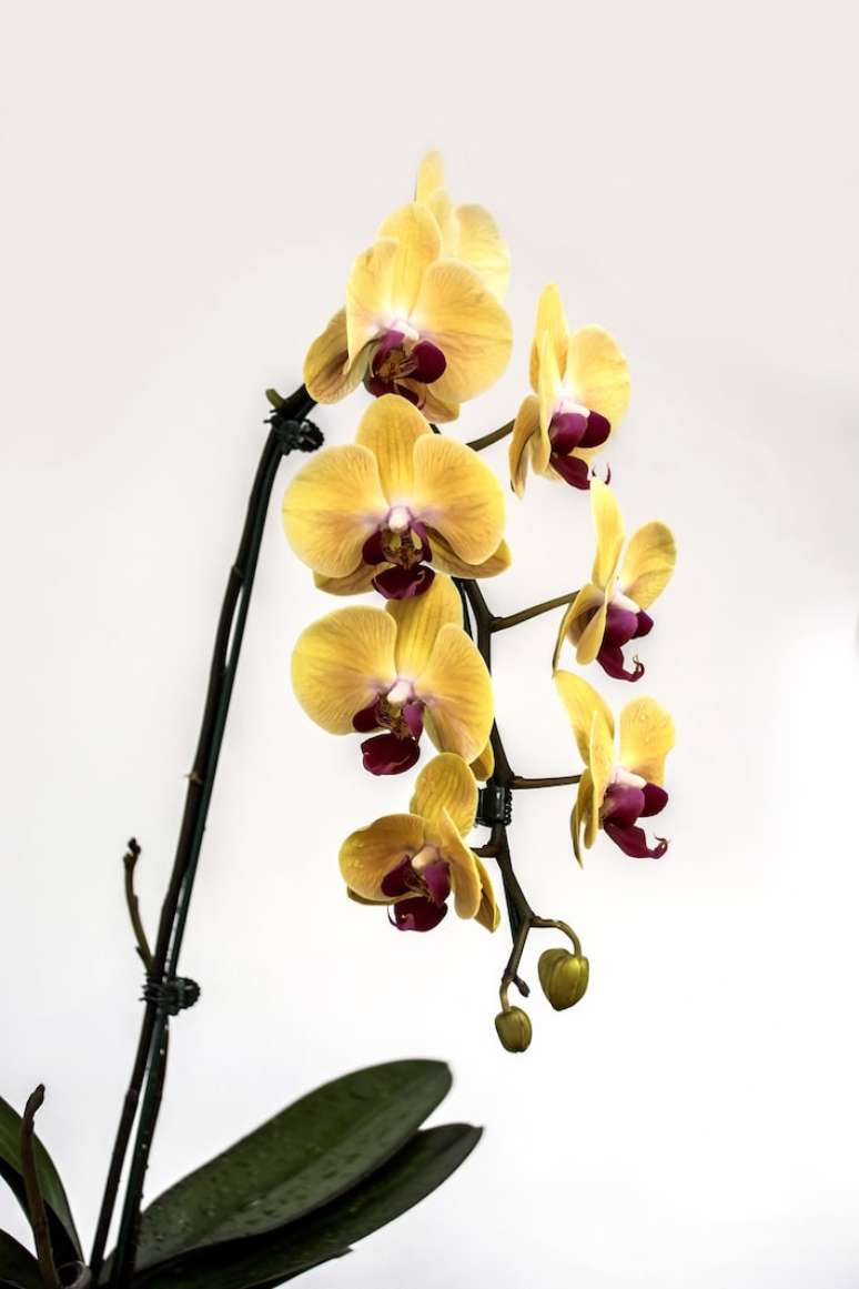 Phalaenopsis, uma das orquídeas mais populares do mercado