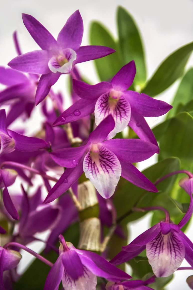 A variante de orquídea Dendrobium Rainbow Dance, de fácil cultivo. Na imagem, exemplar do Orquidário Morumby.