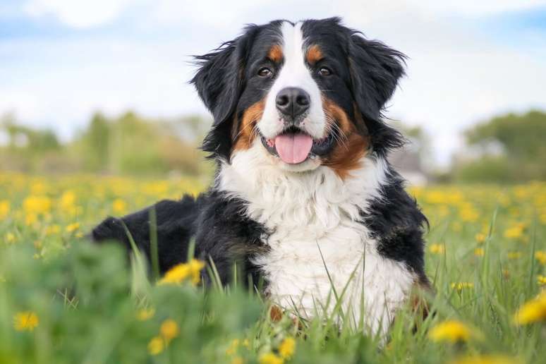 Rex é um nome que combina com cachorros grandes e carinhosos 