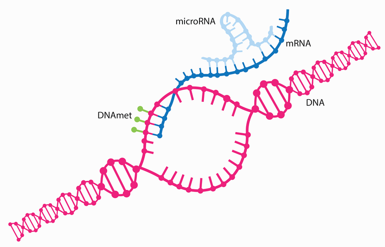 Diagrama mostrando um loop de ligação de microRNA a uma fita de mRNA enquanto está sendo traduzida do DNA