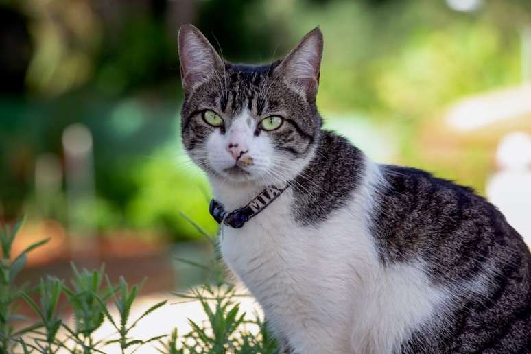 O american wirehair é um gato afetuoso e companheiro