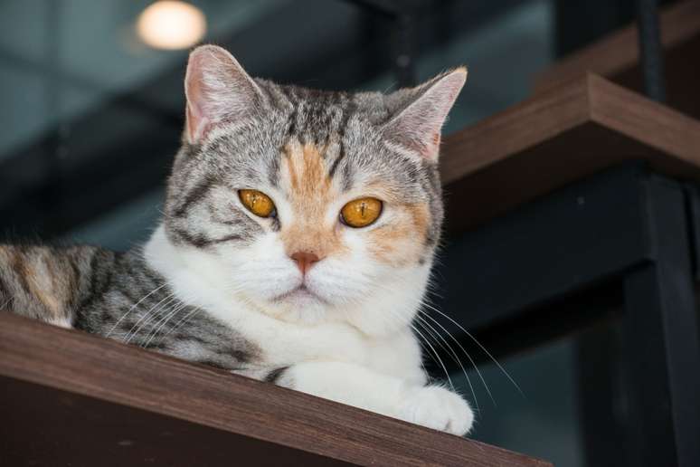 O american wirehair é um gato saudável e fácil de cuidar 