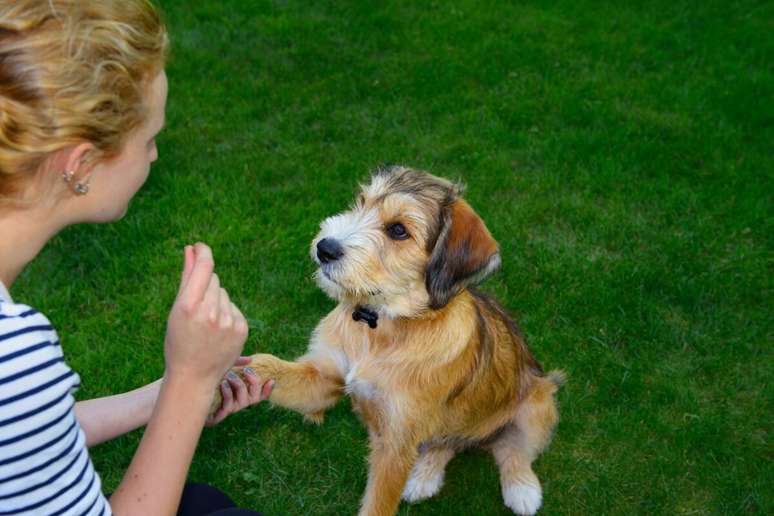 Para adestrar o cão é necessário falar com um tom de voz baixo e calmo 