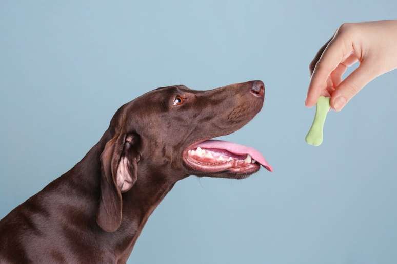 É possível incluir o petisco na alimentação do cachorro de forma saudável