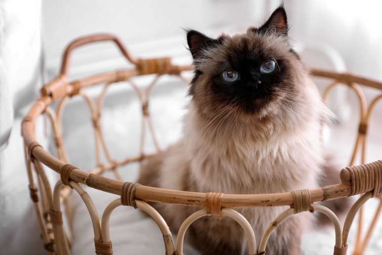 O gato balinês é elegante e produz menos a Fel d 1 