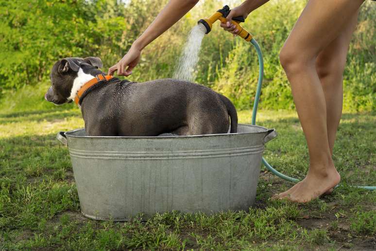 A doença é transmitida pelo contato com áreas contaminadas por larvas, que são liberadas nas fezes de cães e gatos portadores do parasita