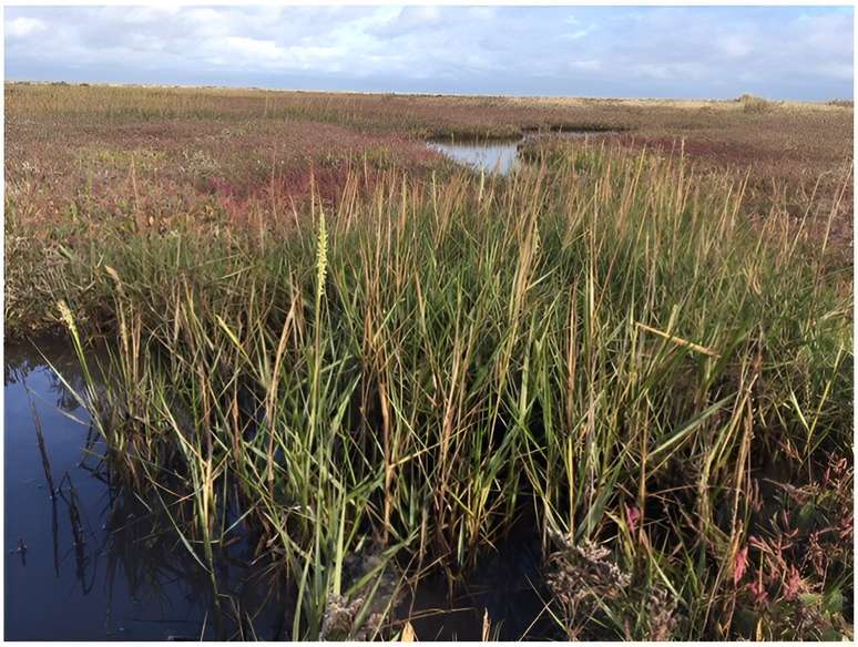 O estudo envolveu a medição das concentrações de DMSP em amostras de folhas de Spartina anglica crescendo no pântano salgado em Stiffkey, Norfolk, Reino Unido.