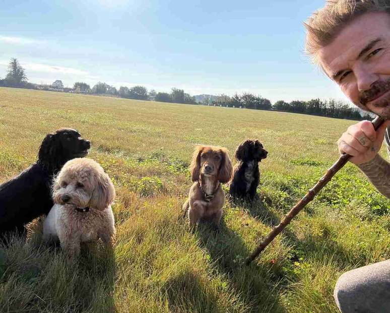 Ex-jogador David Beckham tamb&eacute;m possui diversos cachorros em sua propriedade rural, onde exibe seu lado fazendeiro &ndash;